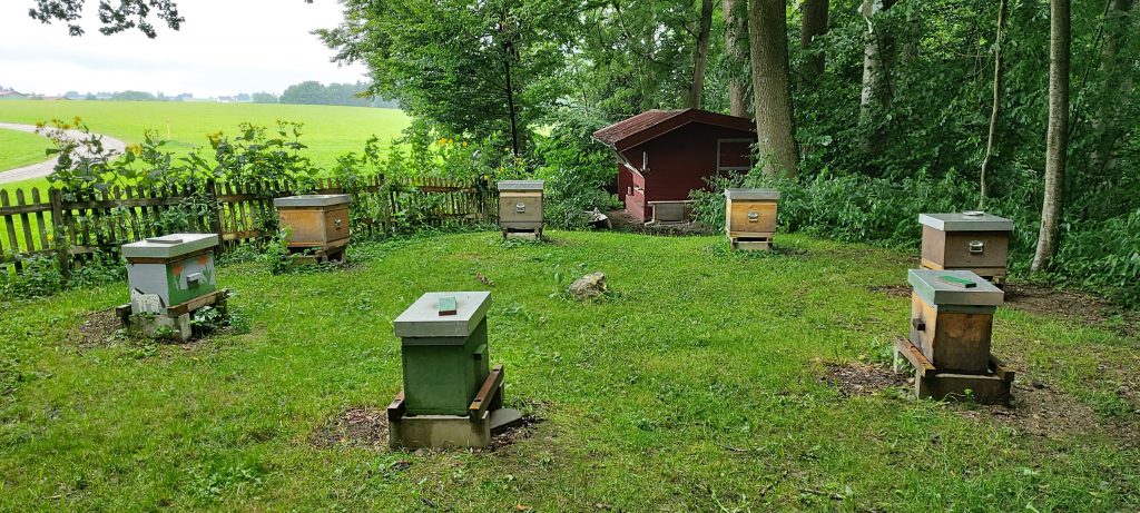 Bienen-Siebenstern-Besserer